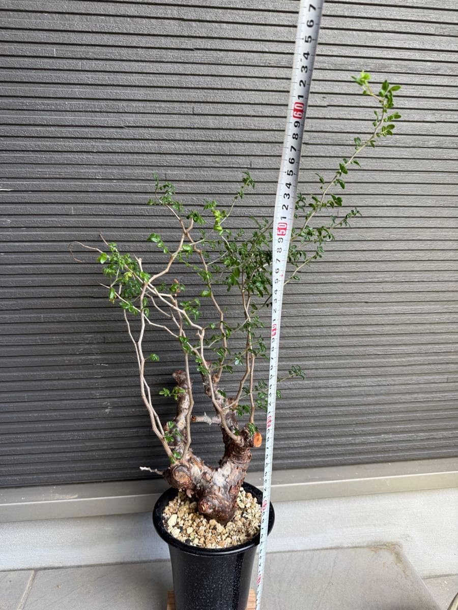 コミフォラ モンストローサ 大株 太株 美樹形 塊根植物 特大 極太 大株